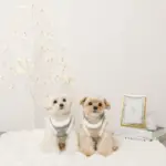 スノー刺繍ハーネス+リードSET【名入れ刺繍対応】 - 画像 (3)