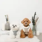 スノー刺繍ハーネス+リードSET【名入れ刺繍対応】 - 画像 (4)