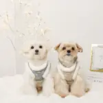 スノー刺繍ハーネス+リードSET【名入れ刺繍対応】 - 画像 (6)