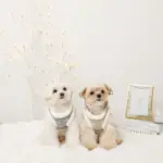 スノー刺繍ハーネス+リードSET【名入れ刺繍対応】 - 画像 (7)