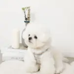 ツイードチェックファーハーネス+リードSET【名入れ刺繍対応】 - 画像 (2)