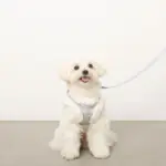 ツイードチェックファーハーネス+リードSET【名入れ刺繍対応】 - 画像 (3)