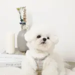 ツイードチェックファーハーネス+リードSET【名入れ刺繍対応】 - 画像 (5)