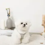 ツイードチェックファーハーネス+リードSET【名入れ刺繍対応】 - 画像 (6)