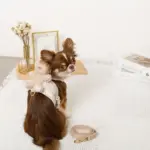 くまさんギンガムチェックおんぶハーネス+リードSET【名入れ刺繍対応】 - 画像 (3)