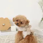 くまさんギンガムチェックおんぶハーネス+リードSET【名入れ刺繍対応】 - 画像 (5)