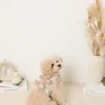 くまさんギンガムチェックおんぶハーネス+リードSET【名入れ刺繍対応】 - 画像 (6)