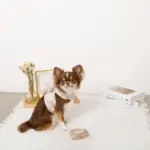 くまさんギンガムチェックおんぶハーネス+リードSET【名入れ刺繍対応】 - 画像 (7)