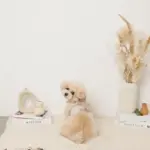 くまさんギンガムチェックおんぶハーネス+リードSET【名入れ刺繍対応】 - 画像 (8)