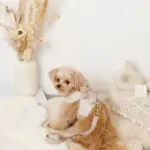 くまさんギンガムチェックおんぶハーネス+リードSET【名入れ刺繍対応】 - 画像 (10)