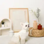 コットンレースフリルハーネス+リードSET【名入れ刺繍対応】 - 画像 (2)