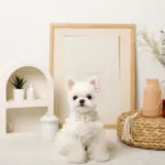 コットンレースフリルハーネス+リードSET【名入れ刺繍対応】 - 画像 (6)