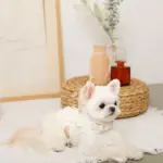 コットンレースフリルハーネス+リードSET【名入れ刺繍対応】 - 画像 (7)