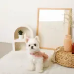 コットンレースフリルハーネス+リードSET【名入れ刺繍対応】 - 画像 (8)