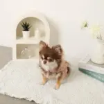 コットンレースフリルハーネス+リードSET【名入れ刺繍対応】 - 画像 (10)