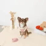 ボアチューリップ刺繍ハーネス+リードSET【名入れ刺繍対応】 - 画像 (4)