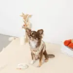 ボアチューリップ刺繍ハーネス+リードSET【名入れ刺繍対応】 - 画像 (5)