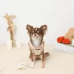 ボアチューリップ刺繍ハーネス+リードSET【名入れ刺繍対応】 - 画像 (6)