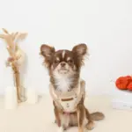 ボアチューリップ刺繍ハーネス+リードSET【名入れ刺繍対応】 - 画像 (7)