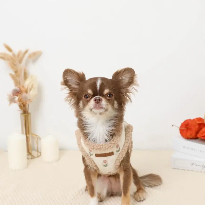 犬 服 サイズ トイ プードル - Professional Guide and Review