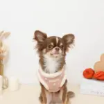 ボアチューリップ刺繍ハーネス+リードSET【名入れ刺繍対応】 - 画像 (9)