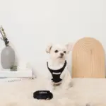 ニットボアハーネス+リードSET【名入れ刺繍対応】 - 画像 (4)