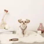 ボアハーネス+リードSET【名入れ刺繍対応】 - 画像 (2)