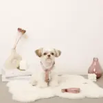 ボアハーネス+リードSET【名入れ刺繍対応】 - 画像 (4)