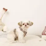 ボアハーネス+リードSET【名入れ刺繍対応】 - 画像 (6)