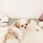 ボアハーネス+リードSET【名入れ刺繍対応】 - 画像 (7)