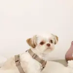 ボアハーネス+リードSET【名入れ刺繍対応】 - 画像 (8)