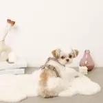 ボアハーネス+リードSET【名入れ刺繍対応】 - 画像 (9)