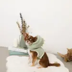 恐竜さんボアフードハーネス - 画像 (3)