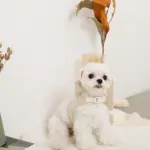 フード付きキルティングダウンライクハーネス+リードSET【名入れ刺繍対応】 - 画像 (4)