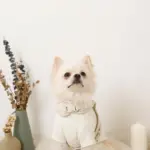 フード付きキルティングダウンライクハーネス+リードSET【名入れ刺繍対応】 - 画像 (7)