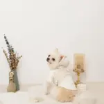 フード付きキルティングダウンライクハーネス+リードSET【名入れ刺繍対応】 - 画像 (8)