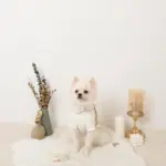 フード付きキルティングダウンライクハーネス+リードSET【名入れ刺繍対応】 - 画像 (9)