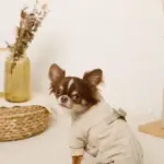 星柄キルティングロンパースハーネス - 画像 (6)