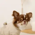 星柄キルティングロンパースハーネス - 画像 (7)