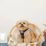 チェック柄ボアハーネス+リードSET【名入れ刺繍対応】 - 画像 (3)