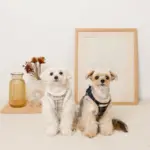 チェック柄ボアハーネス+リードSET【名入れ刺繍対応】 - 画像 (5)