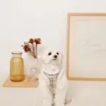 チェック柄ボアハーネス+リードSET【名入れ刺繍対応】 - 画像 (6)