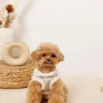 チェック柄ボアハーネス+リードSET【名入れ刺繍対応】 - 画像 (7)