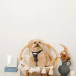 チェック柄ボアハーネス+リードSET【名入れ刺繍対応】 - 画像 (8)