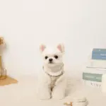 チェック柄ボアハーネス+リードSET【名入れ刺繍対応】 - 画像 (9)