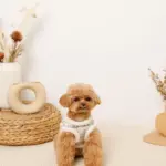 チェック柄ボアハーネス+リードSET【名入れ刺繍対応】 - 画像 (10)