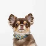 シュリンクレザーハートバックルカラー - 画像 (3)