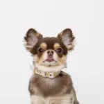 シュリンクレザーハートバックルカラー - 画像 (4)