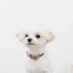 シュリンクレザーハートバックルカラー - 画像 (6)