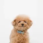 シュリンクレザーハートバックルカラー - 画像 (7)